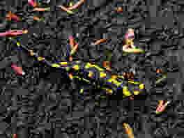 Lungo il selvaggio fiume Aubonne