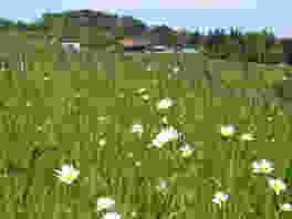 Tannzapfenweg