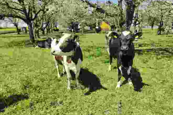 Über den Katzenstrick nach Einsiedeln