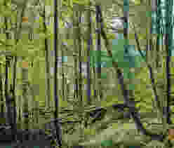Sihlwald