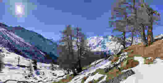Les vieux mélèzes de la vallée de Saas