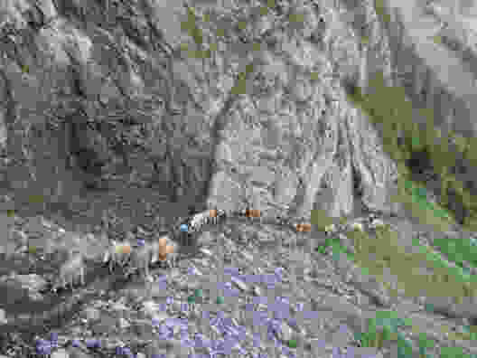 Vaches, cascades et prés