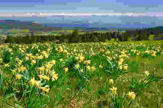 Goldenes Blütenmeer im Neuenburger Jura