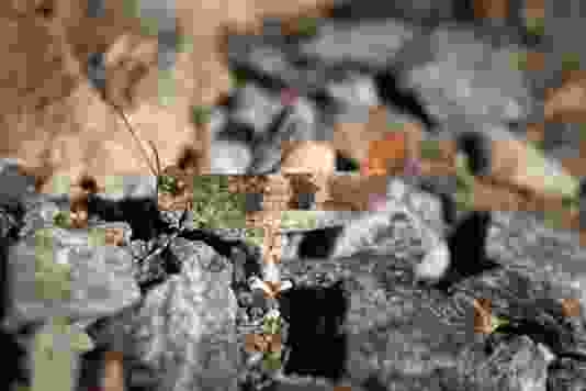 Im Land der Heuschrecken von Jeizinen