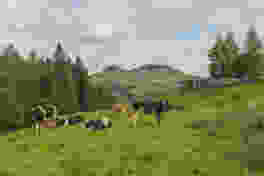 Au pays des vaches sur les traces de Vreneli