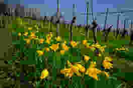 Seltene Tulpen im Baselbiet