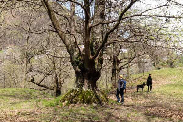 Attraverso i villaggi e i boschi di castagni del Ticino