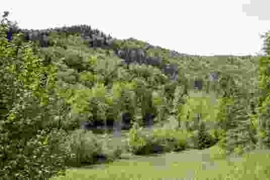 Les passereaux de la Sihl