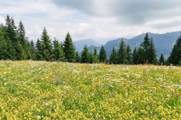 Belles collines de l'Entlebuch