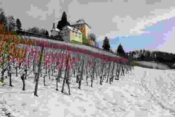 Milde Winde am Baldeggersee