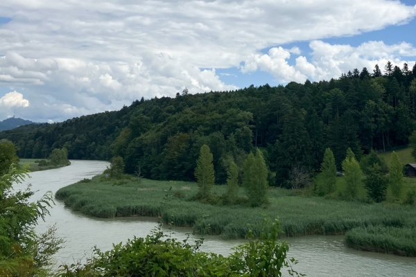 Diverses nuances de vert au bord de l’Aar