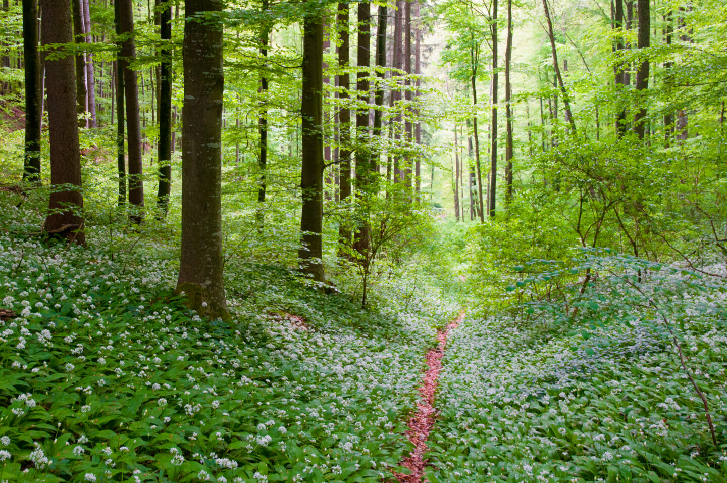 C Staffelbach _DSC2265