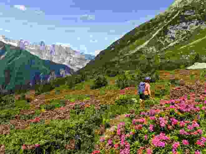 Le chemin de randonnée traverse un champ de rhododendrons des alpes roses.