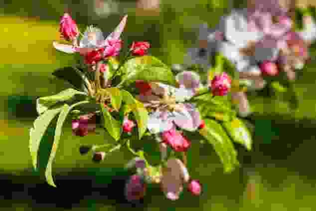 Les délicates nuances de blanc et de rose des innombrables arbres fruitiers à haute tige autour de Menzingen composent un parfait tableau printanier.