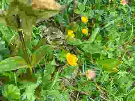 Un saut dans l’herbe: c’est une grenouille!