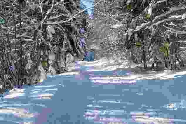 Les chemins dans la forêt sont réservés à la randonnée hivernale.