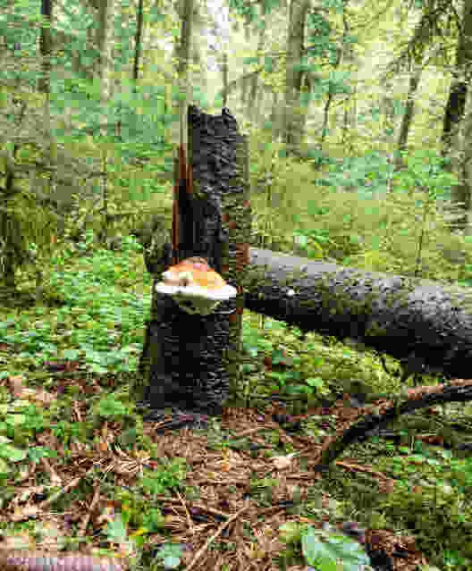 Pilze verwandeln das Altholz in fruchtbaren Boden.