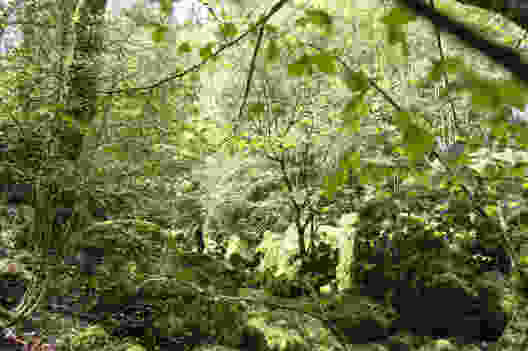 Tiefgrüne Märchenwelt oberhalb des Saut du Day. Bild: Raja Läubli