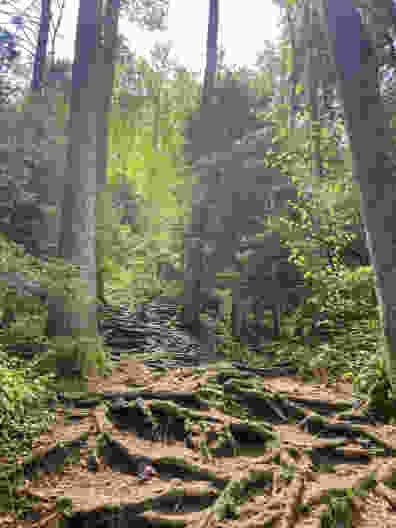 Le chemin à travers la forêt est parsemé ici et là de grosses racines.