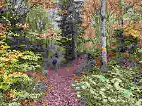 Nach Bremgarten geht es in den Wald hinein.