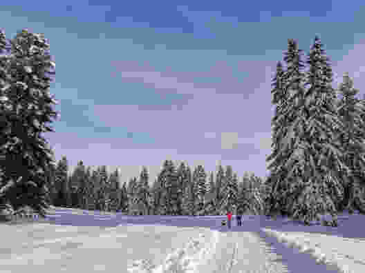 Mächtige Tannen und verschneite Weiden bei La Genolière. Bild: Andreas Staeger