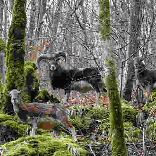 Les mouflons, immigrés en Valais depuis la Corse, sont devenus la mascotte régionale. Photo: màd
