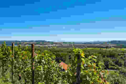 L’escursione panoramica porta per lunghi tratti attraverso i vigneti dell’Iselisberg. A detta di molti, il Pinot nero di questa regione è squisito. Foto: Stefan Birchler