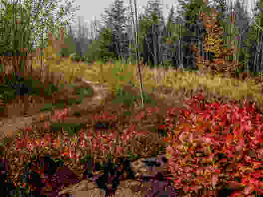 Vegetation mit nordischen Zügen. Bild: Miroslaw Halaba 
