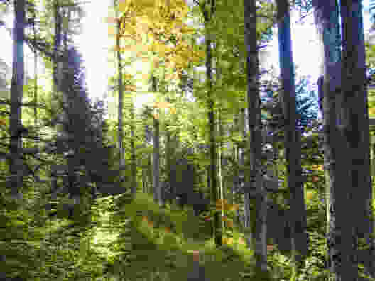 Im Abstieg nach La Presta: Dieser Mischwald ist besser vor Sturmereignissen geschützt als ein reiner Fichtenwald. Bild: Sabine Joss