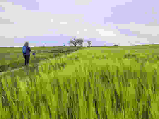 Gemütliches Wandern entlang von Feldern und Blumenwiesen ausserhalb von Gondiswil. Bild: Yolanda Loosli