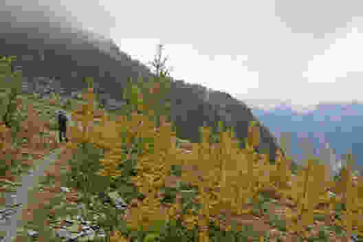 Sur un cône d’éboulis avant l’Alp di Fora, les mélèzes repoussent déjà.
