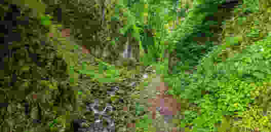 Zu Beginn der Wanderung geht es durch den geheimnisvollen Flüretobel. Bild: Patricia Michaud