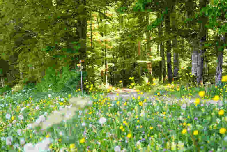 Pause zwischen Waldrand und Blumenwiese oberhalb von Courtemaîche. Bild: Mia Hofmann