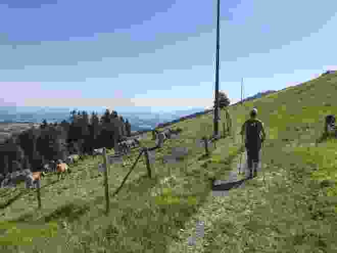 Costeggiando pascoli di bovini, il sentiero si snoda dapprima lungo la collina.