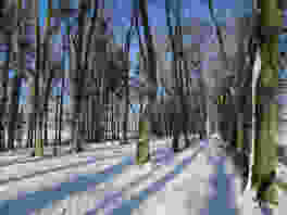 Des rangées d’arbres rectilignes tracent le plan de la «cathédrale forestière». Photo: Andreas Staeger