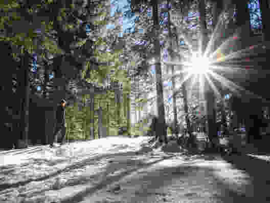 Das Wäldchen kurz nach Bruggerenwald. Bild: Jon Guler
