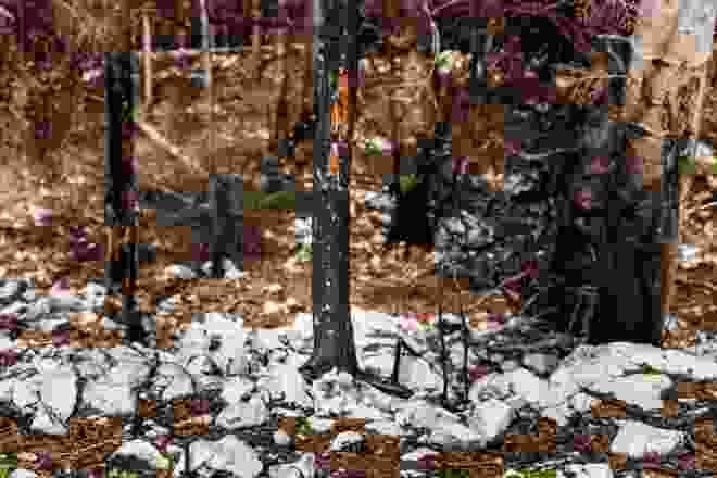 Seuls quelques arbres isolés ont échappé aux flammes.
