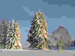De grands sapins et, au-dessus, un ciel infini. Photo: Jura Tourisme