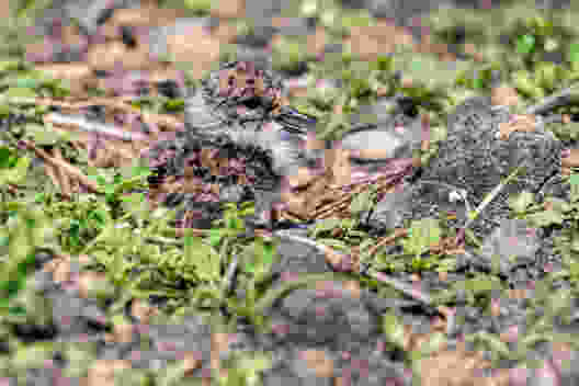 Mit etwas Glück kann man junge Kiebitze beobachten. Bild: M. Burkhardt, Vogelwarte