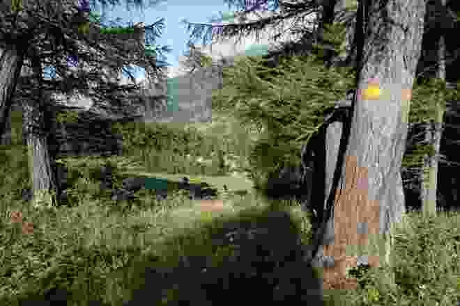 La montée vers l’alpe traverse des forêts de mélèzes clairsemées.