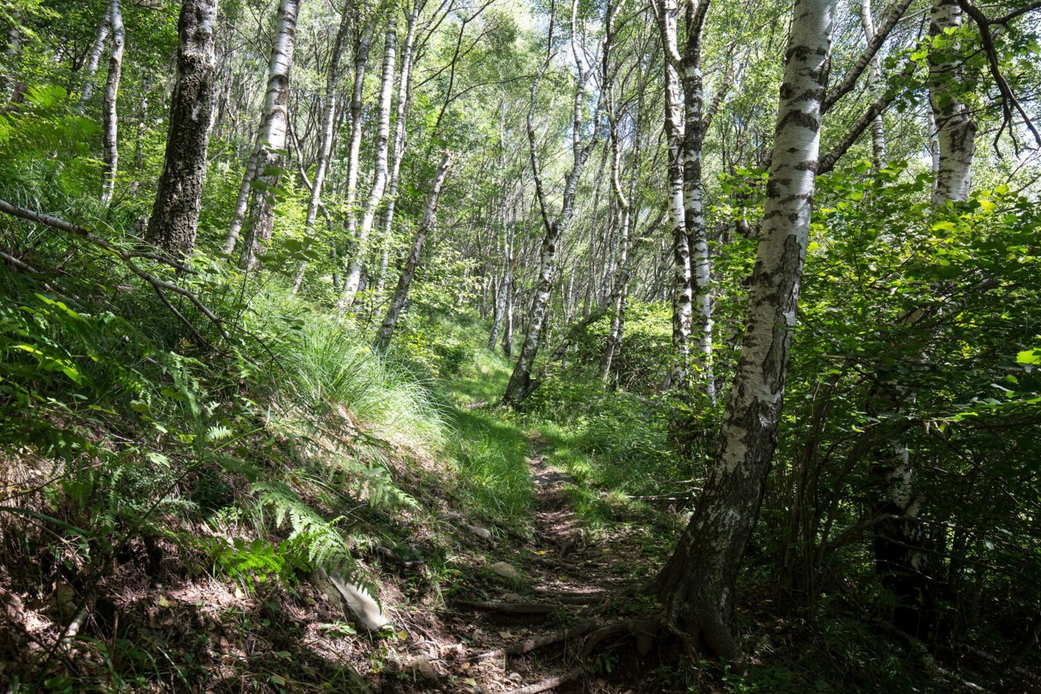 Un charmant sentier forestier conduit à l’alpe Pedrinasco.