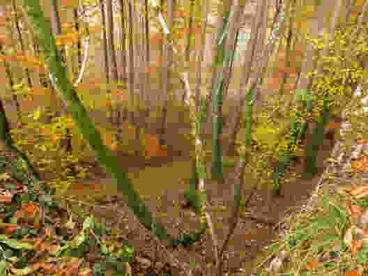 ... und aus dem Wald. Bild: Marina Bolzli