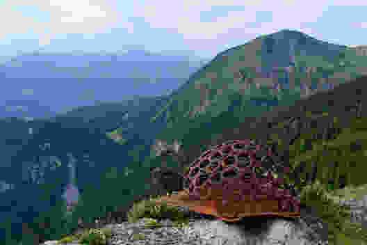Hufeisen-Schildkröte auf dem Turren. Bild: Sabine Joss