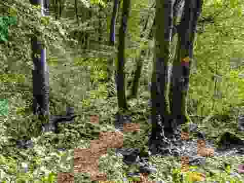 Im Wald unterhalb der Gisliflue.