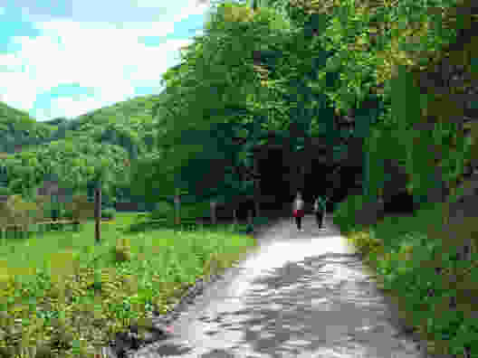 Der Weg führt in einen üppigen Wald. Bild: Claudia Peter
