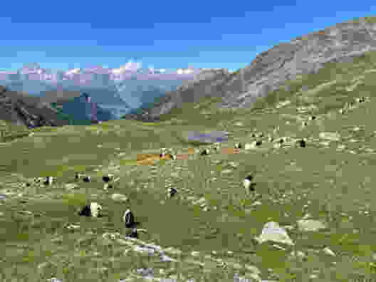 Geissen auf dem Obers Fulmoos. Bild: Rémy Kappeler