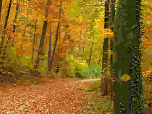 Der Herbst in seiner vollen Pracht. Bild: Marina Bolzli