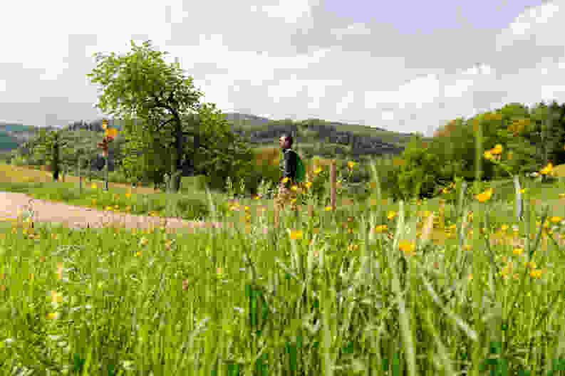 Explosion de verdure avant Fregiécourt: tout le charme de la campagne jurassienne. Photo: Raja Läubli