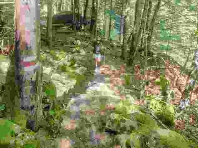 Mit Moos bewachsene Felsen schmücken den Wanderweg.