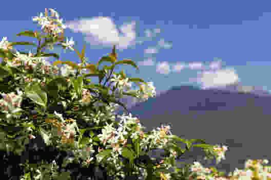 Au Tessin, nature en fleurs au printemps. Photo: Severin Nowacki